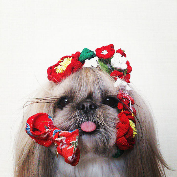 Every Day This Dog Gets A New Hairstyle Every Day This Dog Gets A New Hairstyle