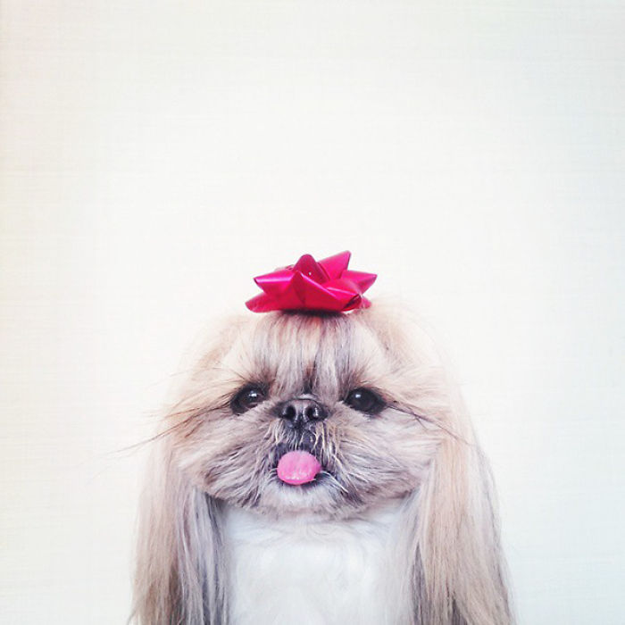 Every Day This Dog Gets A New Hairstyle Every Day This Dog Gets A New Hairstyle