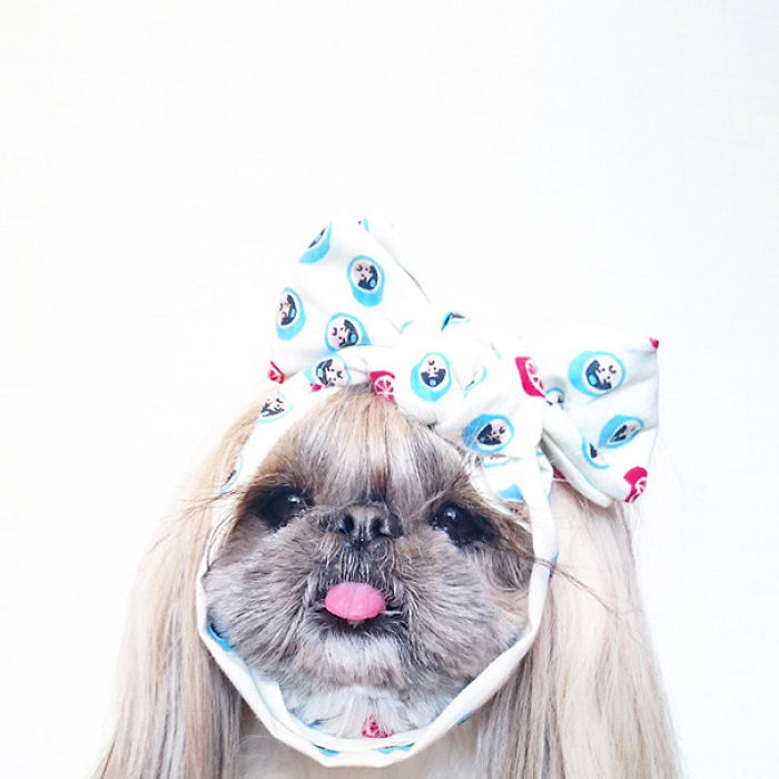 Every Day This Dog Gets A New Hairstyle Every Day This Dog Gets A New Hairstyle