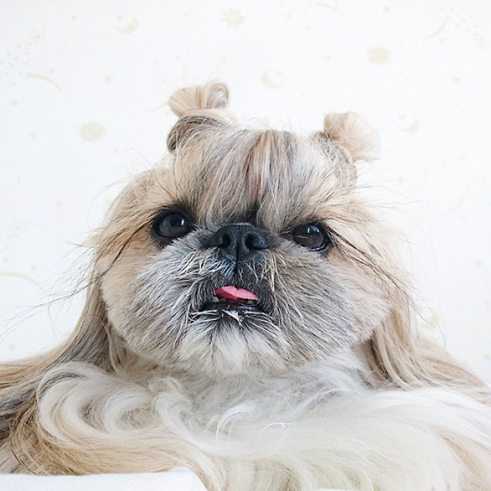 Every Day This Dog Gets A New Hairstyle Every Day This Dog Gets A New Hairstyle