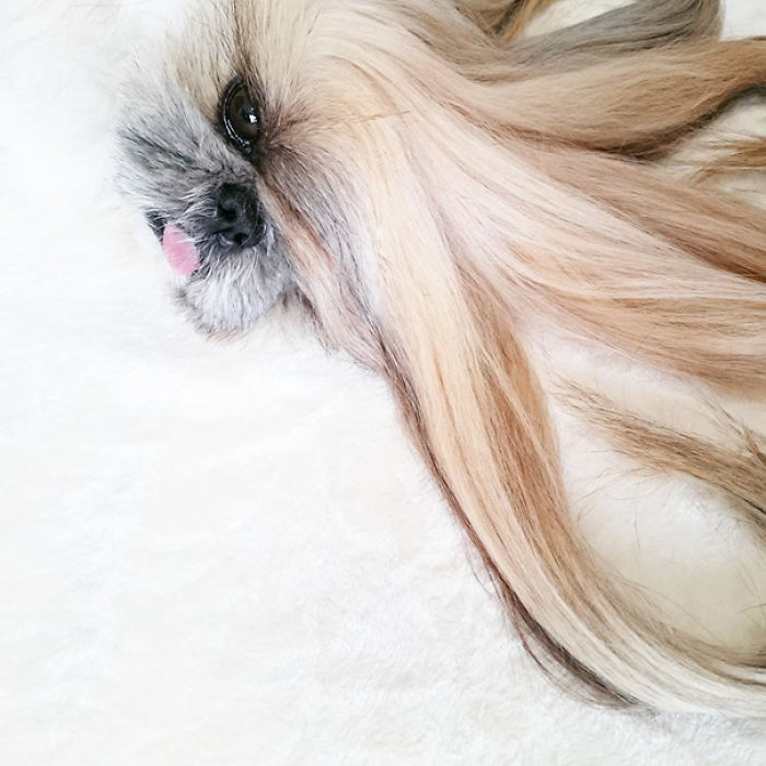 Every Day This Dog Gets A New Hairstyle Every Day This Dog Gets A New Hairstyle