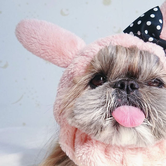 Every Day This Dog Gets A New Hairstyle Every Day This Dog Gets A New Hairstyle