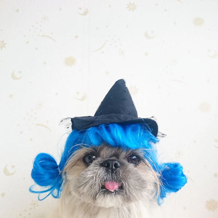 Every Day This Dog Gets A New Hairstyle Every Day This Dog Gets A New Hairstyle