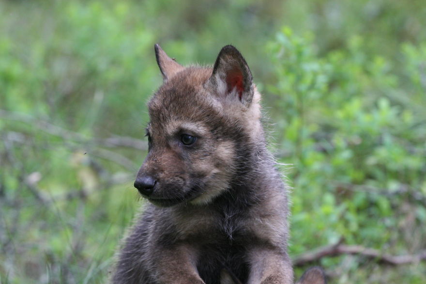 How I As French Man Ended Up Volunteering At A Wolf Sanctuary In Russia How I As French Man Ended Up Volunteering At A Wolf Sanctuary In Russia