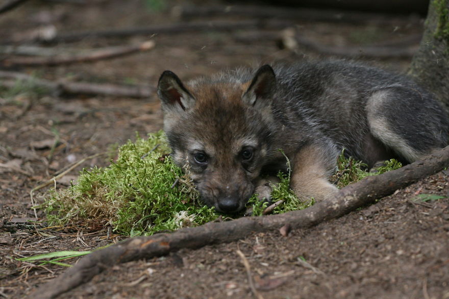 How I As French Man Ended Up Volunteering At A Wolf Sanctuary In Russia How I As French Man Ended Up Volunteering At A Wolf Sanctuary In Russia