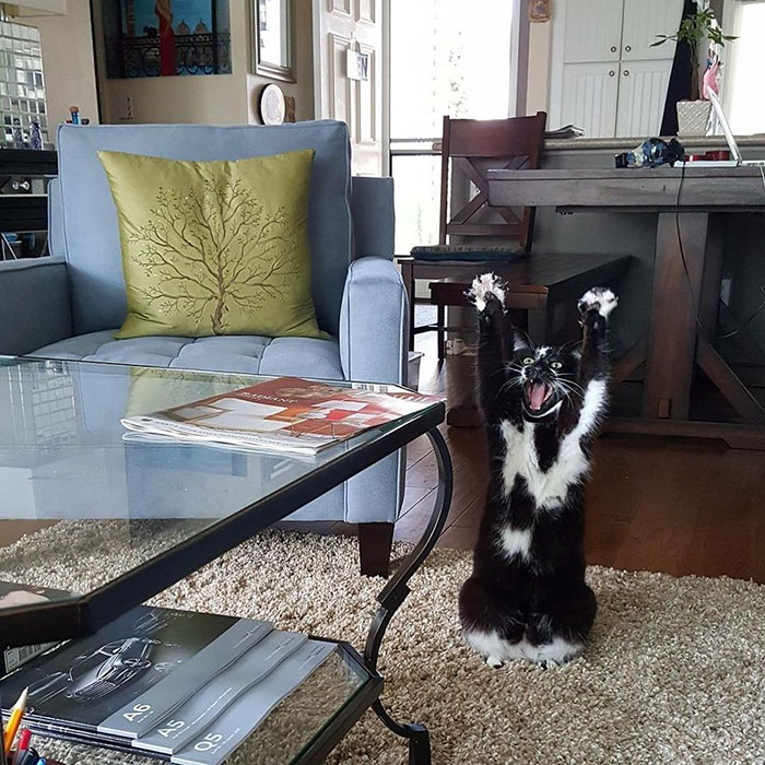 This Cat Keeps Putting Its Paws In The Air And Nobody Knows Why This Cat Keeps Putting Its Paws In The Air And Nobody Knows Why