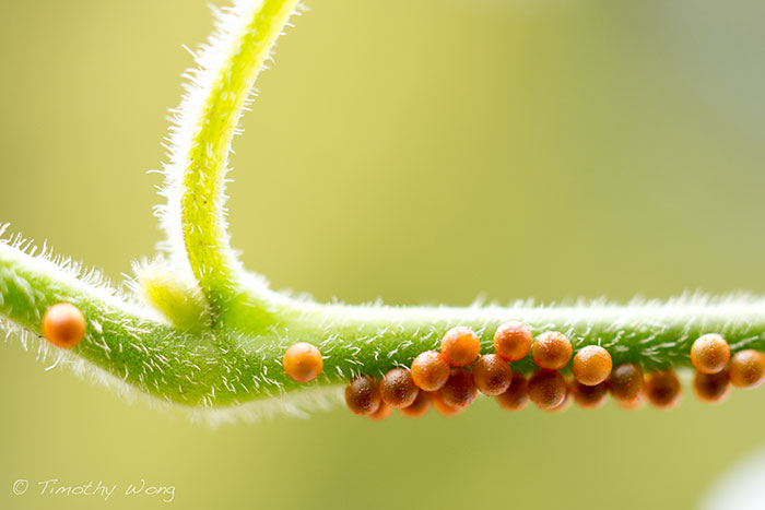 One Man Single-Handedly Repopulates Rare Butterfly Species In His Own Backyard