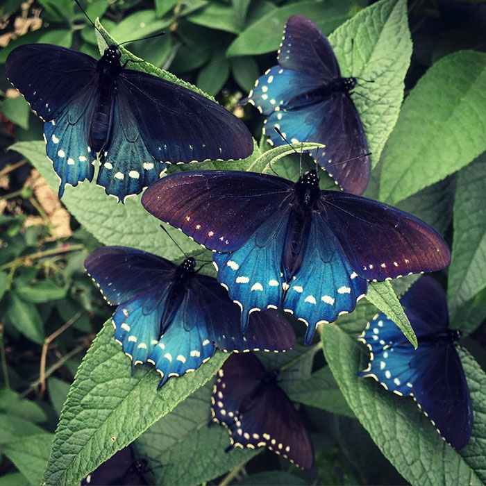One Man Single-Handedly Repopulates Rare Butterfly Species In His Own Backyard