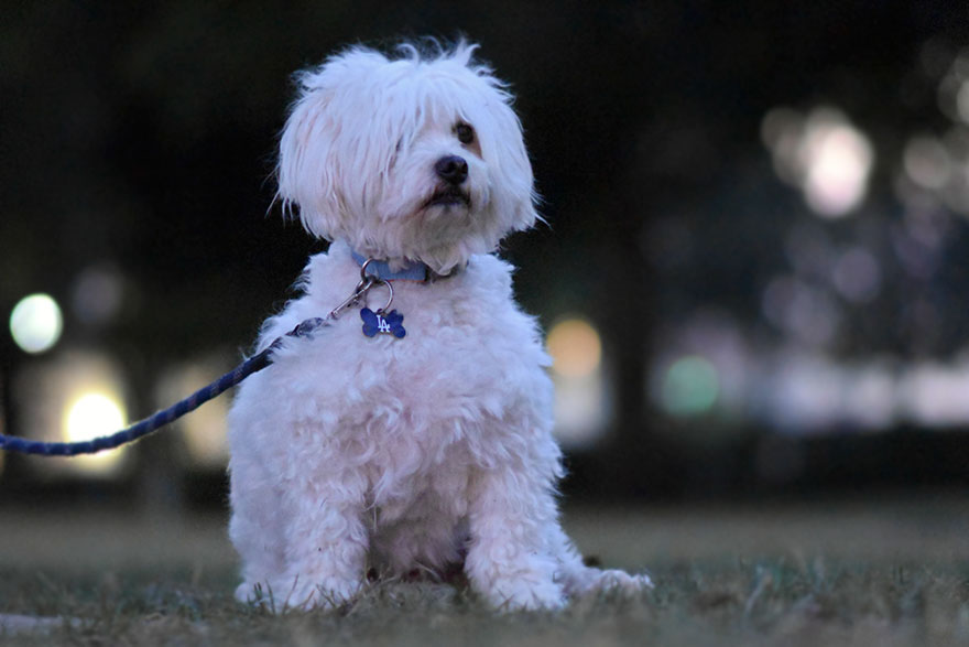 Kids Wanted A Dog So Their Dad Made Them Sign This Super Detailed Family Dog Contract Kids Wanted A Dog So Their Dad Made Them Sign This Super Detailed Family Dog Contract