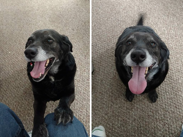 These 223 Dogs On Their First Day Of Adoption Will Make You Want To Adopt One Too