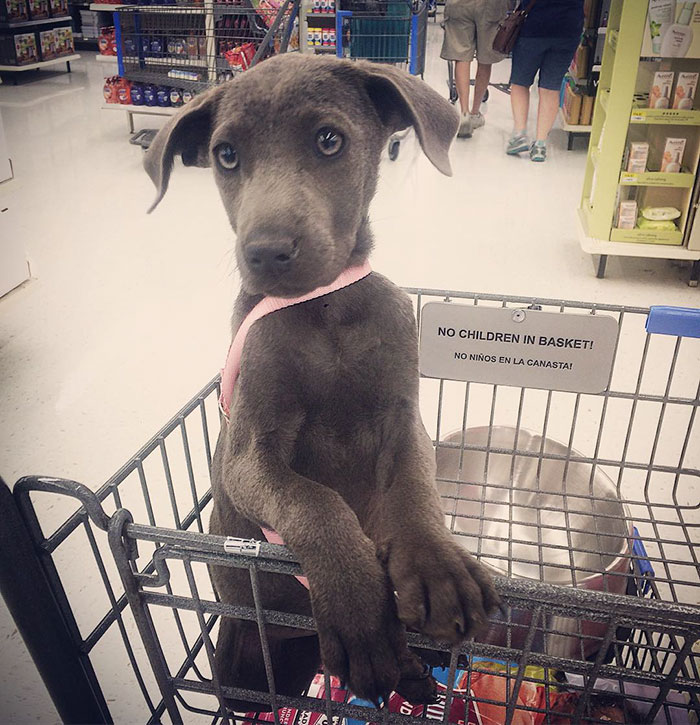 These 223 Dogs On Their First Day Of Adoption Will Make You Want To Adopt One Too