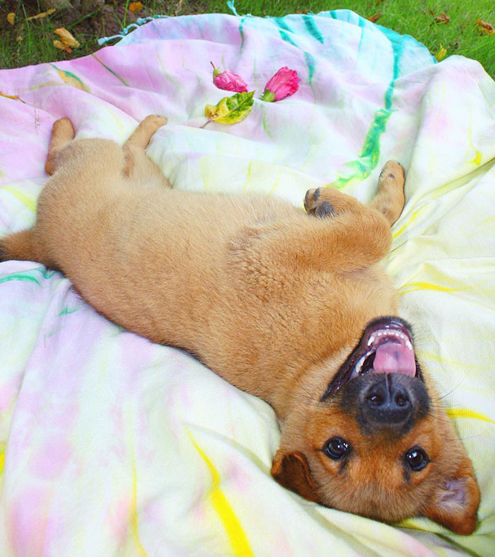 These 223 Dogs On Their First Day Of Adoption Will Make You Want To Adopt One Too