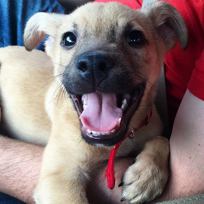 These 223 Dogs On Their First Day Of Adoption Will Make You Want To Adopt One Too