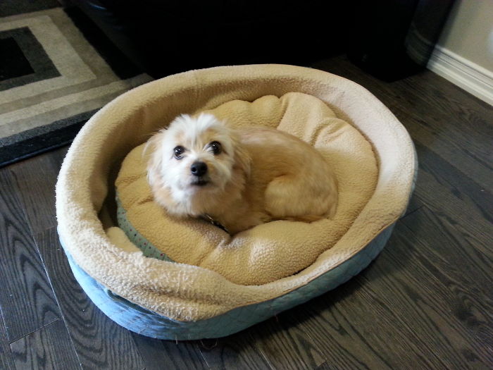 These 223 Dogs On Their First Day Of Adoption Will Make You Want To Adopt One Too