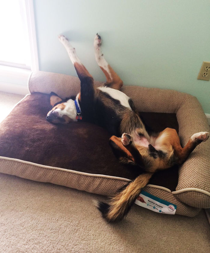 These 223 Dogs On Their First Day Of Adoption Will Make You Want To Adopt One Too