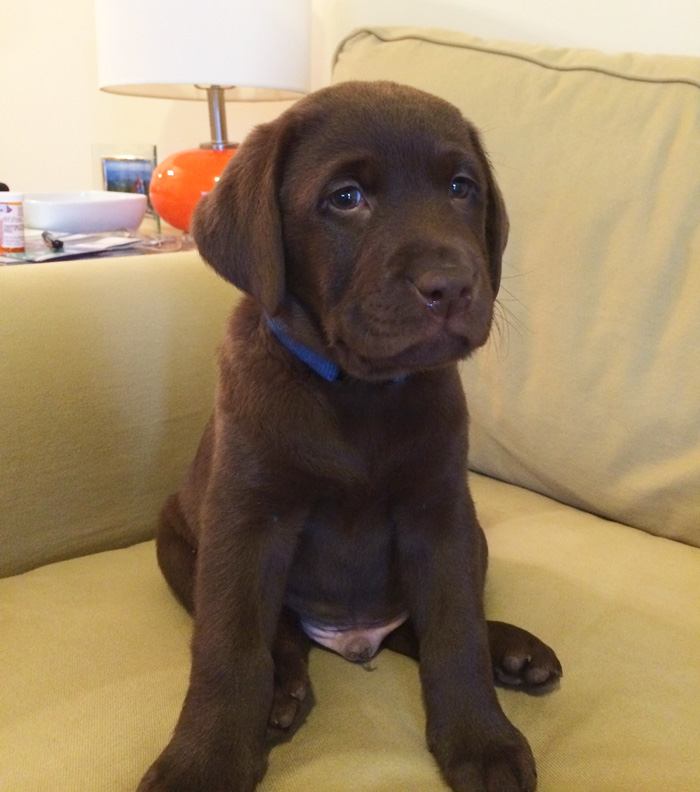 These 223 Dogs On Their First Day Of Adoption Will Make You Want To Adopt One Too