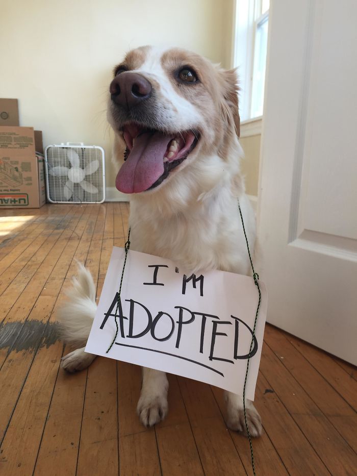These 223 Dogs On Their First Day Of Adoption Will Make You Want To Adopt One Too