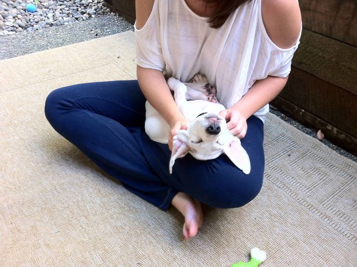 These 223 Dogs On Their First Day Of Adoption Will Make You Want To Adopt One Too