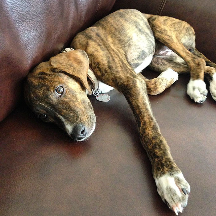 These 223 Dogs On Their First Day Of Adoption Will Make You Want To Adopt One Too