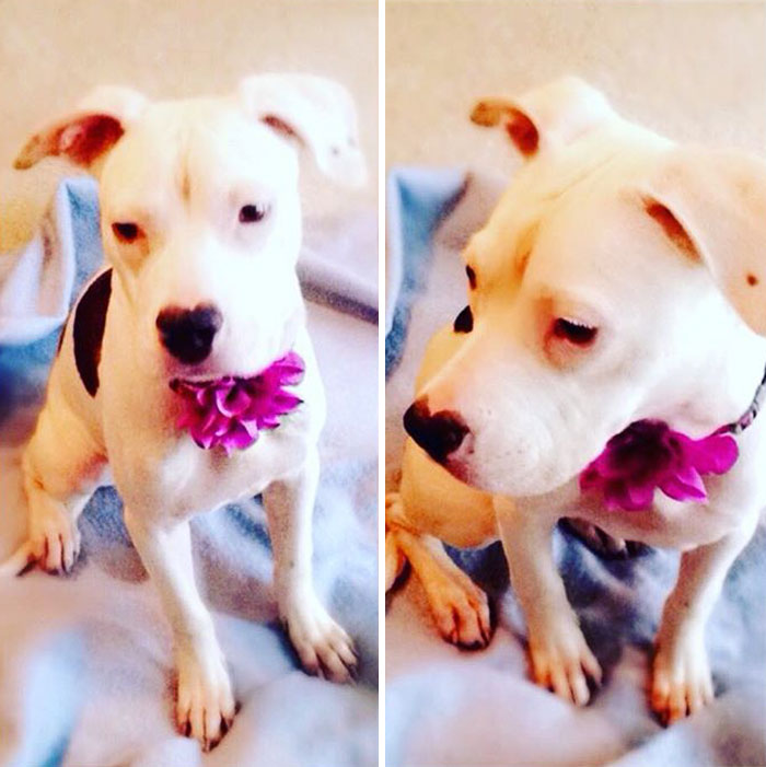 These 223 Dogs On Their First Day Of Adoption Will Make You Want To Adopt One Too