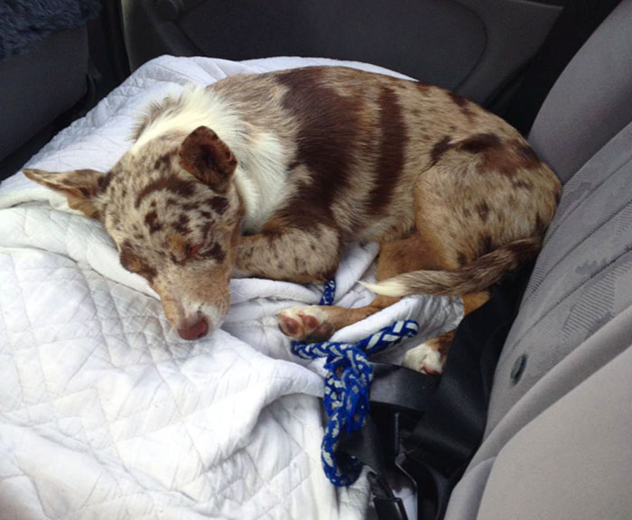 These 223 Dogs On Their First Day Of Adoption Will Make You Want To Adopt One Too