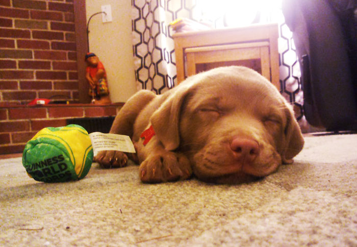 These 223 Dogs On Their First Day Of Adoption Will Make You Want To Adopt One Too