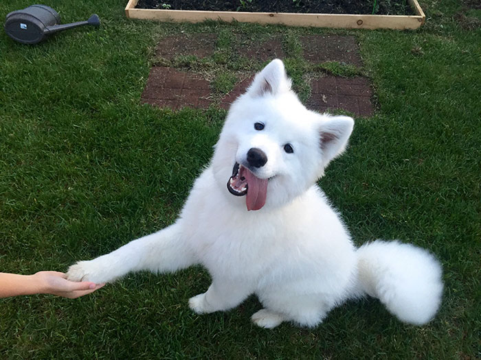 These 223 Dogs On Their First Day Of Adoption Will Make You Want To Adopt One Too