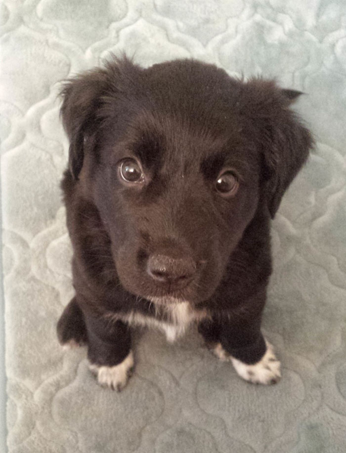 These 223 Dogs On Their First Day Of Adoption Will Make You Want To Adopt One Too