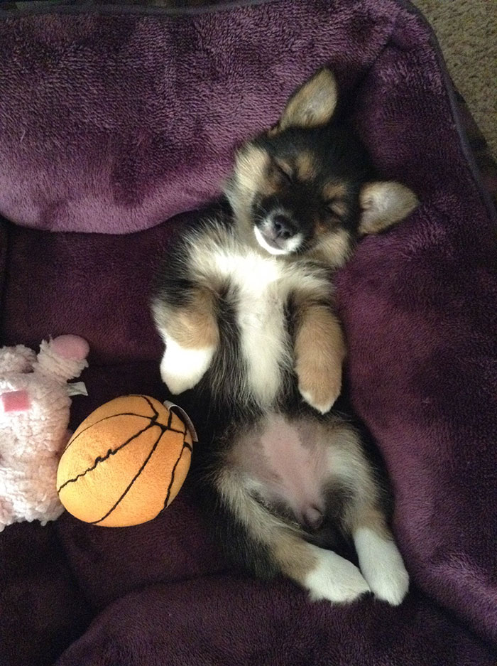 These 223 Dogs On Their First Day Of Adoption Will Make You Want To Adopt One Too