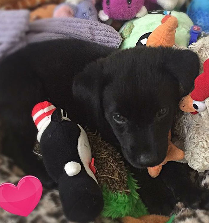 These 223 Dogs On Their First Day Of Adoption Will Make You Want To Adopt One Too