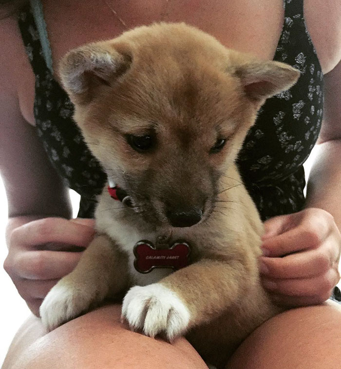 These 223 Dogs On Their First Day Of Adoption Will Make You Want To Adopt One Too