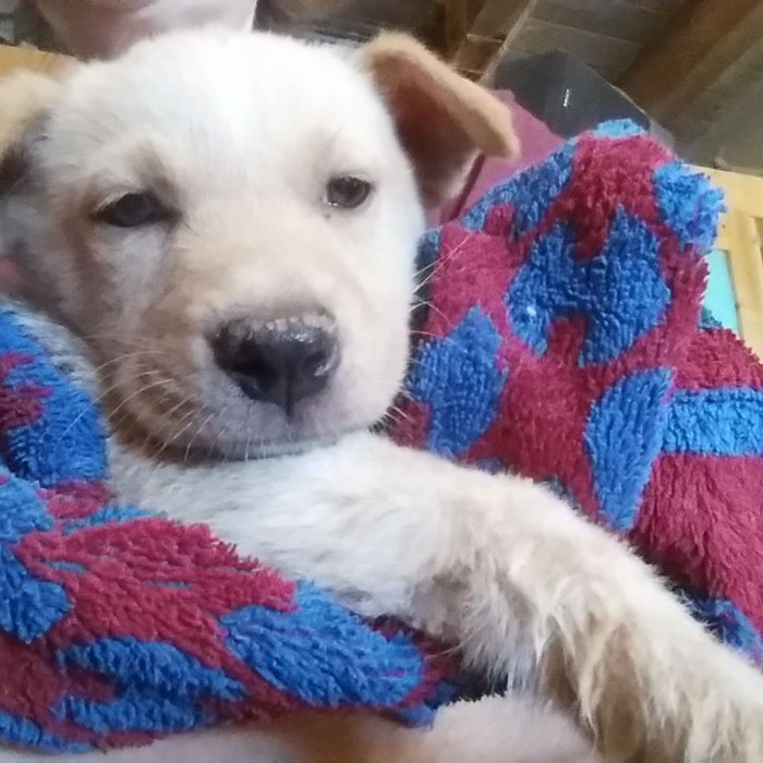 These 223 Dogs On Their First Day Of Adoption Will Make You Want To Adopt One Too