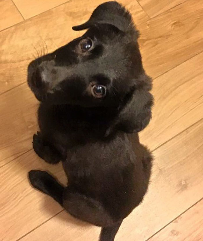 These 223 Dogs On Their First Day Of Adoption Will Make You Want To Adopt One Too