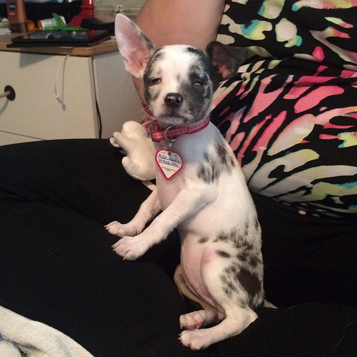 These 223 Dogs On Their First Day Of Adoption Will Make You Want To Adopt One Too