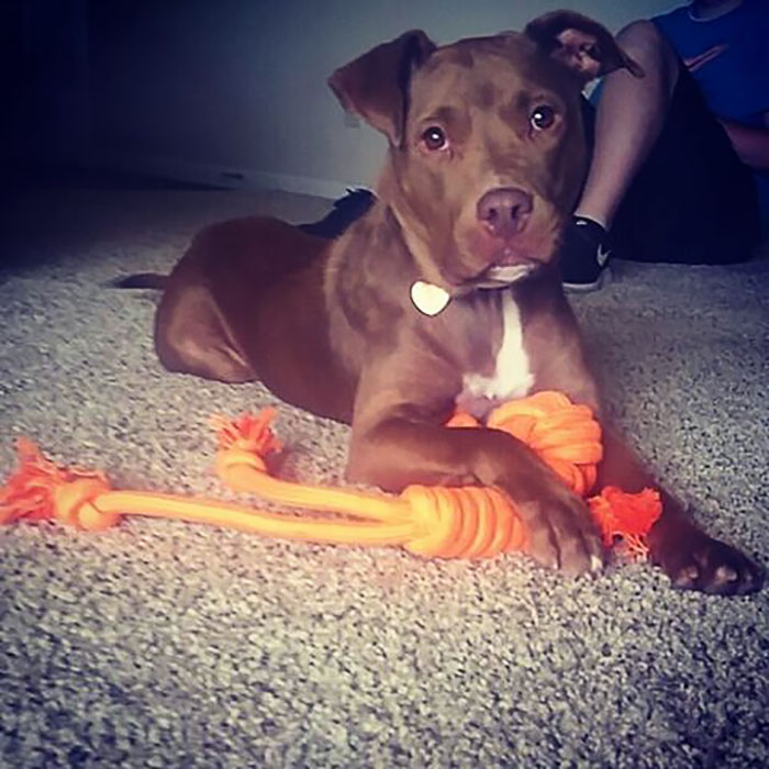 These 223 Dogs On Their First Day Of Adoption Will Make You Want To Adopt One Too