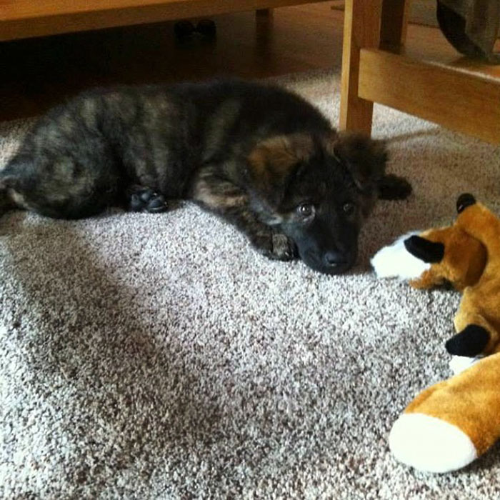 These 223 Dogs On Their First Day Of Adoption Will Make You Want To Adopt One Too