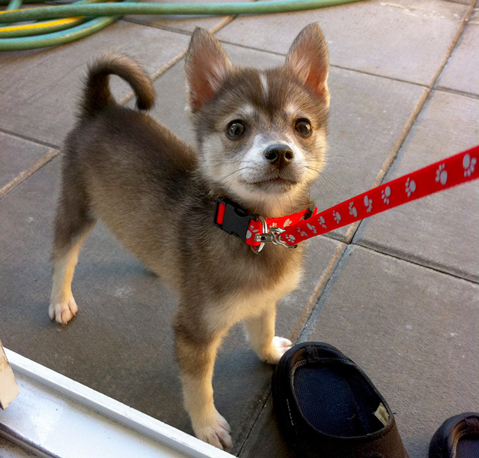 These 223 Dogs On Their First Day Of Adoption Will Make You Want To Adopt One Too