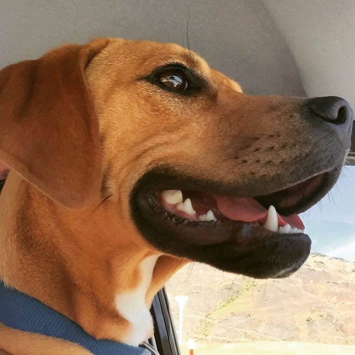 These 223 Dogs On Their First Day Of Adoption Will Make You Want To Adopt One Too