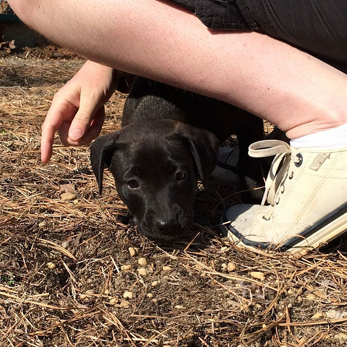 These 223 Dogs On Their First Day Of Adoption Will Make You Want To Adopt One Too