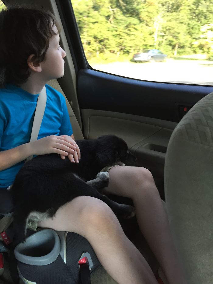 These 223 Dogs On Their First Day Of Adoption Will Make You Want To Adopt One Too