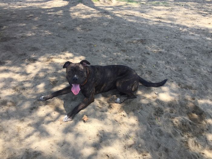 These 223 Dogs On Their First Day Of Adoption Will Make You Want To Adopt One Too