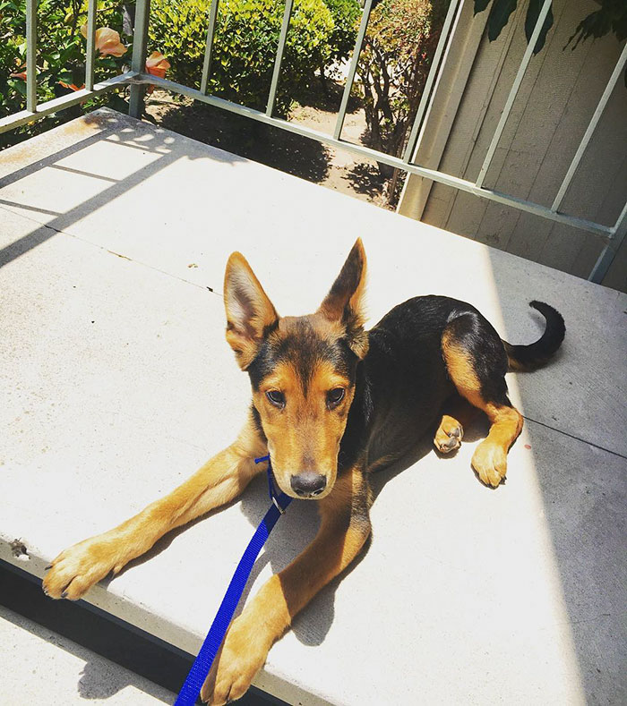 These 223 Dogs On Their First Day Of Adoption Will Make You Want To Adopt One Too