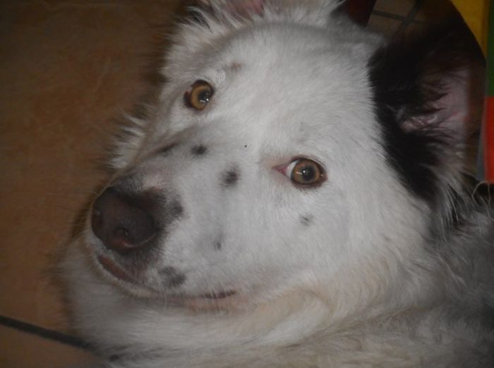 These 223 Dogs On Their First Day Of Adoption Will Make You Want To Adopt One Too