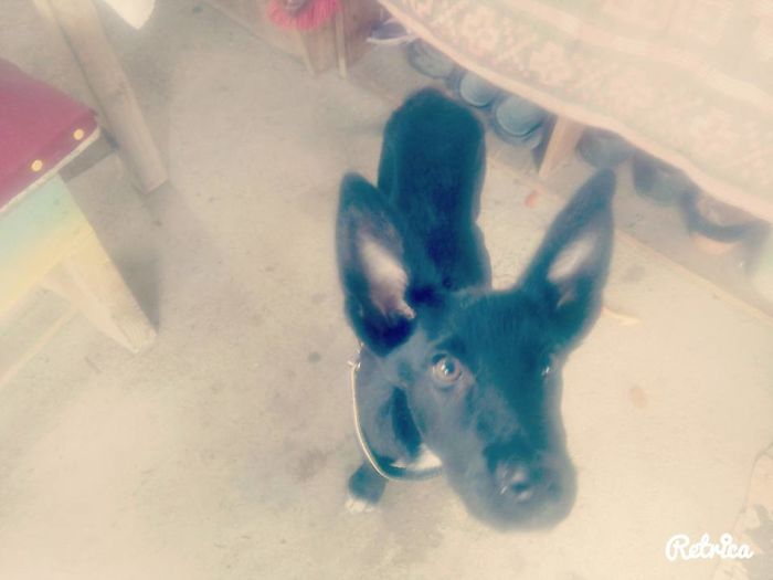 These 223 Dogs On Their First Day Of Adoption Will Make You Want To Adopt One Too