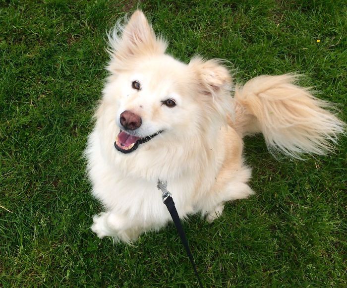 These 223 Dogs On Their First Day Of Adoption Will Make You Want To Adopt One Too