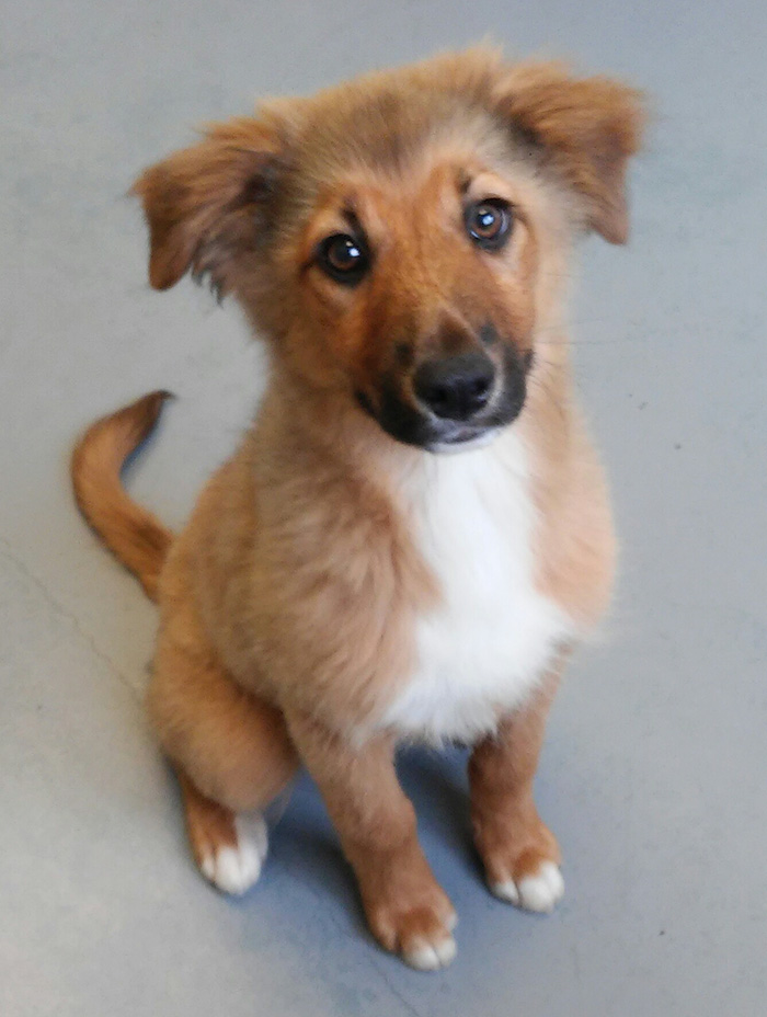 These 223 Dogs On Their First Day Of Adoption Will Make You Want To Adopt One Too