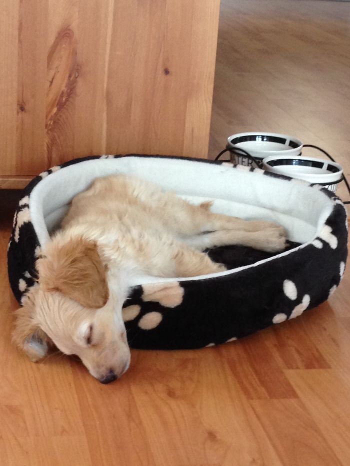 These 223 Dogs On Their First Day Of Adoption Will Make You Want To Adopt One Too