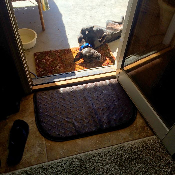 These 223 Dogs On Their First Day Of Adoption Will Make You Want To Adopt One Too