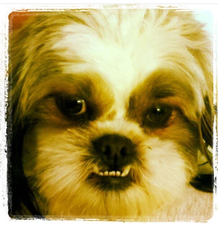 These 223 Dogs On Their First Day Of Adoption Will Make You Want To Adopt One Too