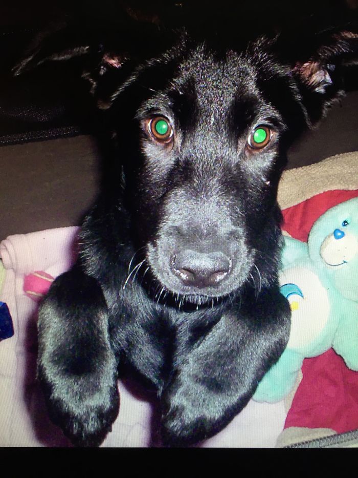 These 223 Dogs On Their First Day Of Adoption Will Make You Want To Adopt One Too